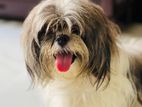 Shih tzu
