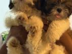 Shih Tzu Dog