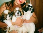 Shih-Tzu
