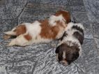 Shih Tzu Puppy