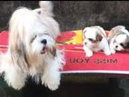 Shih Tzu Puppy