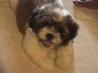 Shih Tzu Puppy