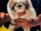 Shih-Tzu Puppies