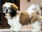 Shih-Tzu Puppies