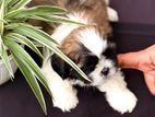 Shih-Tzu Puppies