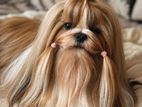 Shih-Tzu Puppies