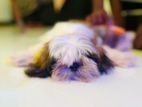 Shih Tzu Puppies