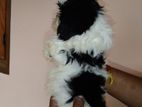 Shih Tzu Puppies