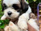 Shih Tzu Puppies