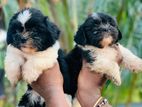 Shih Tzu Puppies