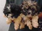 Shih Tzu Puppy