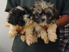 Shih Tzu Puppy