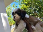 Shih Tzu Puppy