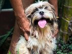 Shih Tzu Dog Crossing
