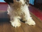 Shih Tzu Dog