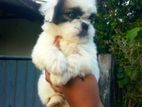 Shih Tzu Puppies