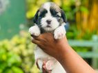 Shih Tzu Puppies