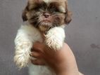 Shih Tzu Puppies