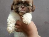 Shih Tzu Puppies