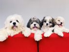 Shih Tzu Puppies
