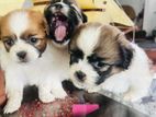 Shih Tzu Puppies