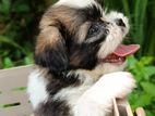 Shih Tzu Puppies