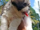 Shih Tzu Puppies