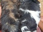 Shih Tzu Puppies