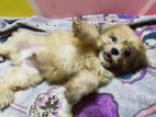 Shih Tzu Puppy