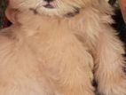 Shih Tzu Puppy
