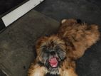 shih tzu
