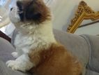 Shih Tzu Dog