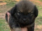 Shih Tzu Puppy