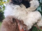 shih tzu