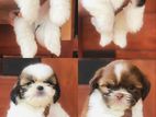 Shih Tzu Puppies