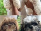 Shih Tzu Puppies