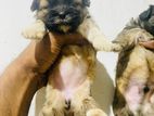 Shih Tzu Puppies