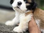 Shih Tzu Puppies