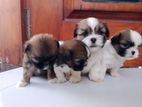 Shih Tzu Puppies