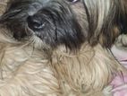 Shih Tzu Puppy