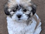 SHIH -TZU