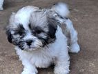 SHIH -TZU
