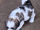 SHIH -TZU