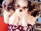 Shih Tzu Puppies