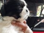 Shih Tzu Puppies