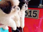 Shih Tzu Puppies