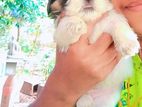 Shih Tzu Puppy