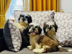 Shih tzu