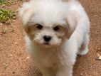 Shih Tzu Puppies