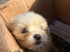 Shih Tzu Puppies